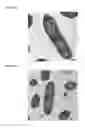Fig. 32 - Heparin-binding cationic peptide self-assembling peptide amphiphiles useful against drug-resistant bacteria