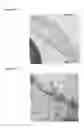 Fig. 33 - Heparin-binding cationic peptide self-assembling peptide amphiphiles useful against drug-resistant bacteria