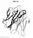 Fig. 19 - Bispecific antibodies