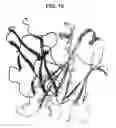 Fig. 20 - Bispecific antibodies