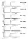Fig. 33 - Bispecific antibodies