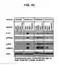 Fig. 55 - Bispecific antibodies
