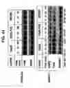 Fig. 57 - Bispecific antibodies