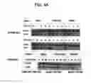 Fig. 58 - Bispecific antibodies