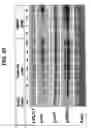 Fig. 63 - Bispecific antibodies