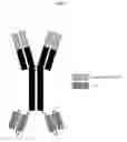 Fig. 02 - TRAILR2 CDH17 binding molecules for the treatment of cancer