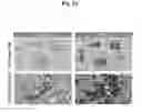 Fig. 20 - TRAILR2 CDH17 binding molecules for the treatment of cancer