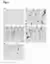 Fig. 06 - Fusion proteins containing a BDNF and an anti-human transferrin receptor antibody