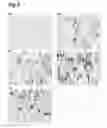 Fig. 07 - Fusion proteins containing a BDNF and an anti-human transferrin receptor antibody