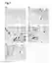 Fig. 08 - Fusion proteins containing a BDNF and an anti-human transferrin receptor antibody