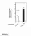 Fig. 20 - METHODS AND COMPOSITIONS FOR MODULATING ANGIOGENESIS AND PERICYTE COMPOSITION