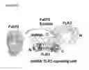 Fig. 42 - TOLL-LIKE RECEPTOR 3 ANTAGONISTS