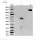 Fig. 04 - Bispecific antigen-binding constructs targeting HER2