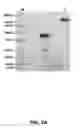 Fig. 09 - Bispecific antigen-binding constructs targeting HER2