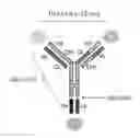 Fig. 01 - Tri-specific antibodies for HIV therapy
