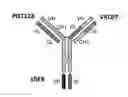 Fig. 02 - Tri-specific antibodies for HIV therapy