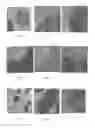 Fig. 02 - Composition comprising polypropylene, polyethylene, and a compatilizer