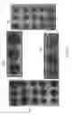 Fig. 10 - Precursor compounds for molecular coatings