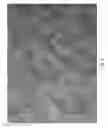 Fig. 05 - DIGESTIBLE SUBSTRATES FOR CELL CULTURE