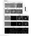 Fig. 08 - Culture medium for generating microglia from pluripotent stem cells and related methods