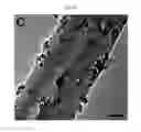 Fig. 06 - Magnetic nanostructure for detecting and isolating cell-free DNA comprising cationic polymer and magnetic-nanoparticle-containing conductive polymer
