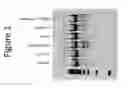 Fig. 02 - Modified CRISPR RNA and modified single CRISPR RNA and uses thereof