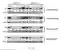 Fig. 13 - Tunable endogenous protein degradation