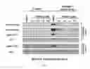 Fig. 16 - Tunable endogenous protein degradation