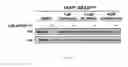 Fig. 18 - Tunable endogenous protein degradation