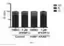 Fig. 25 - Tunable endogenous protein degradation