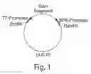 Fig. 02 - Method and Medicament For Inhibiting The Expression of A Given Gene