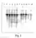 Fig. 04 - Method and Medicament For Inhibiting The Expression of A Given Gene
