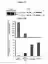 Fig. 02 - Modulation of BCL11A for treatment of hemoglobinopathies