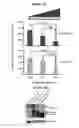 Fig. 03 - Modulation of BCL11A for treatment of hemoglobinopathies