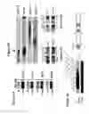 Fig. 05 - Modulation of BCL11A for treatment of hemoglobinopathies