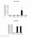 Fig. 11 - Modulation of BCL11A for treatment of hemoglobinopathies