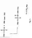 Fig. 11 - Modified L-Nucleic Acid