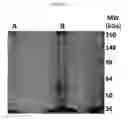 Fig. 12 - Reduction of lipase activity in product formulations