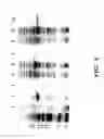 Fig. 09 - Fagopyritol synthase genes and uses thereof