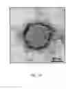 Fig. 08 - Lipid-polymer Hybrid Nanoparticle Biochip and Application Thereof