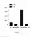 Fig. 33 - Lipid-polymer Hybrid Nanoparticle Biochip and Application Thereof