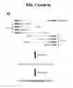 Fig. 08 - Methods of producing nucleic acid libraries and compositions and kits for practicing same
