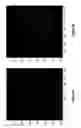 Fig. 33 - Assays for single molecule detection and use thereof