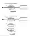 Fig. 48 - Assays for single molecule detection and use thereof
