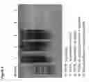 Fig. 09 - Targeted enrichment of long nucleotide sequences using microfluidic partitioning