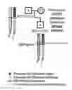 Fig. 01 - FETAL HAPLOTYPE IDENTIFICATION