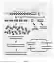 Fig. 02 - Fluorescence amplification method for forward genetic discovery of factors in human mRNA degradation