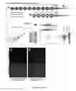 Fig. 03 - Fluorescence amplification method for forward genetic discovery of factors in human mRNA degradation