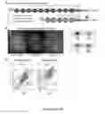Fig. 04 - Fluorescence amplification method for forward genetic discovery of factors in human mRNA degradation