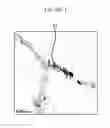 Fig. 02 - FERRITIC STAINLESS STEEL AND METHOD OF MANUFACTURING THE SAME